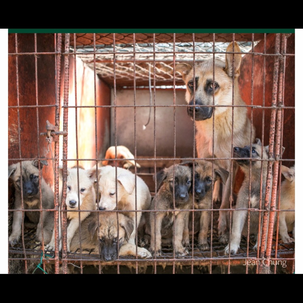 🤬STOP YULIN🤬 - Picture 7 of 8